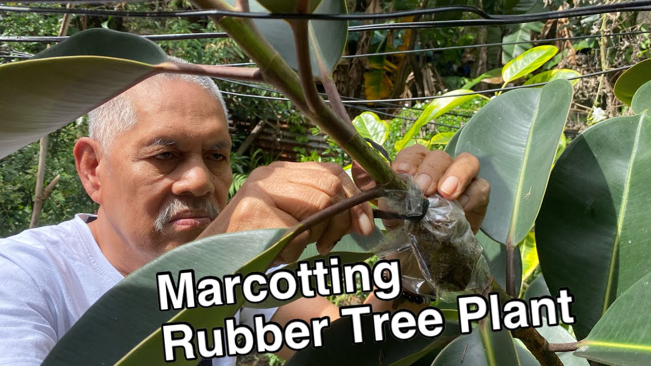 Marcotting Rubber Tree Plant with my “PlanTatay” - YouTube
