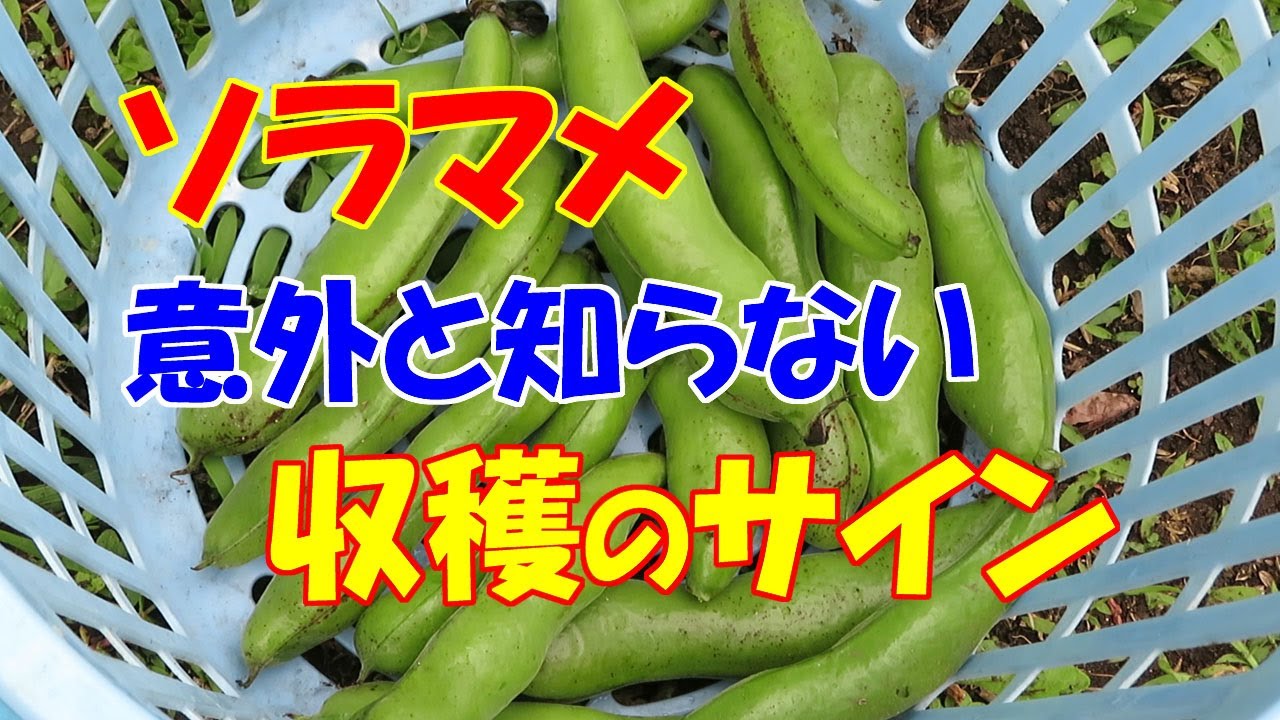 そら豆 の 収穫 時期