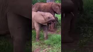 Baby Elephant Didn’t Know What Its Trunk Was For 😱 #elephant #babyelephant #wildlife #animals