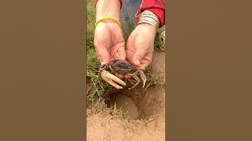 Overlevingsvaardigheden: EENVOUDIGE ideeën en HANDIG met CRAB in hole #kamperen #overlevingsvaard...