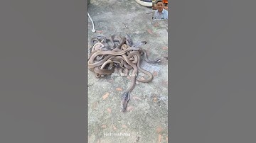 Chuyên gia biểu diễn rắn độc có nguy hiểm không #thưgiãn #snake #dongvat #shortvideo #shorts