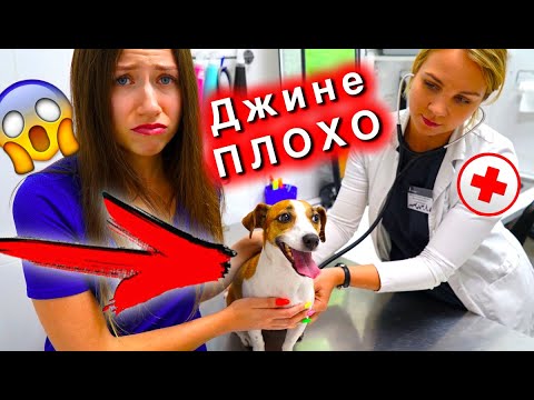 ДЖИНА ПОПАЛА В БОЛЬНИЦУ Моя собака болеет Идем к ВЕТЕРИНАРУ | Elli Di Pets