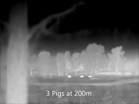3 Pigs at