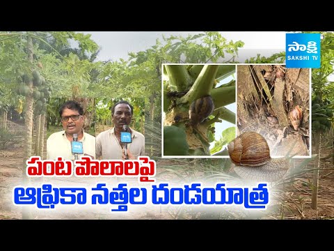 Snail Damage Crops Are DESTROYING East Godavari Farms | Sakshi TV - SAKSHITV