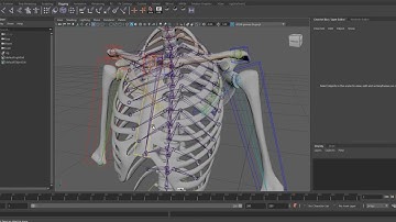 Automatic scapula sliding rig explained