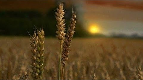 قراءه جميله لسورة مريم بصوت القارئ انور الشمري .