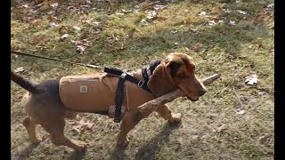 Clyde Takes a Stick for a Walk by ClydeBasset 86 views 3 months ago 54 seconds