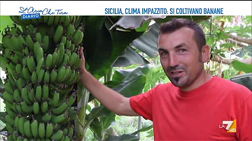 Dove vengono coltivate le banane in Italia?