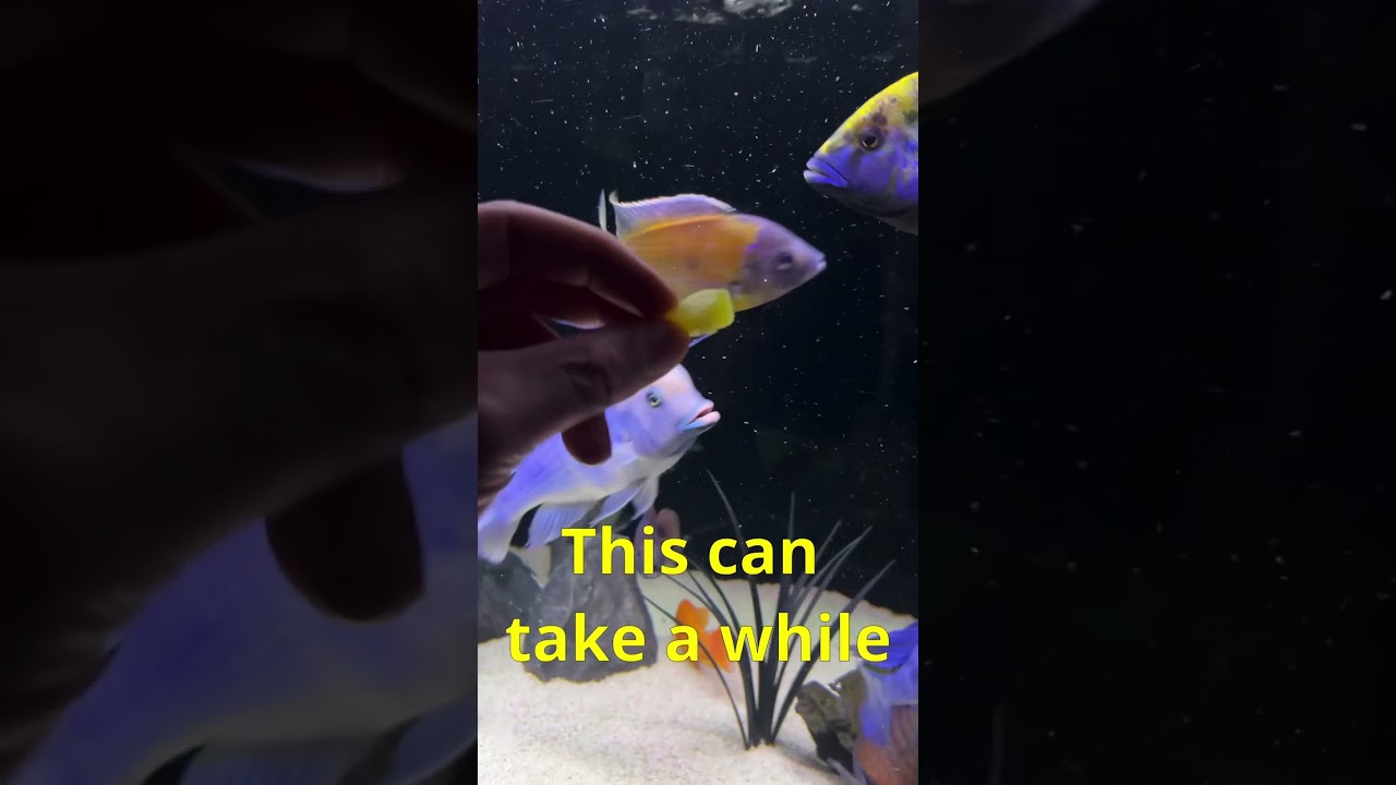 Кормление ОГРОМНОЙ африканской цихлиды | Он СЛИШКОМ МЕДЛЕННЫЙ, чтобы добыть еду! 