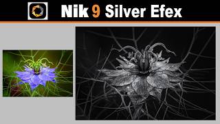NIK 9 Silver Efex (Black and White Flower Edit) screenshot 3