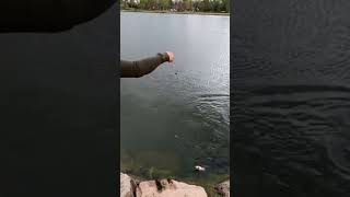 Playing Tug Of War With A Hungry Bird: Fishing @ Berkeley Lake Park In Denver, Colorado: #fishing