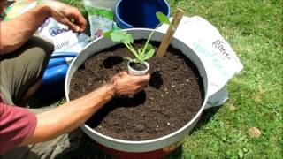 Growing Squash & Zucchini (Cucumber & Melons Too) in Large Containers: Soil Set Up & Planting