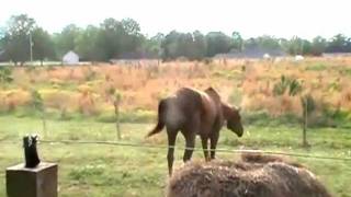 CRAZY HORSE!! Bravo's First Turnout after Stall Rest