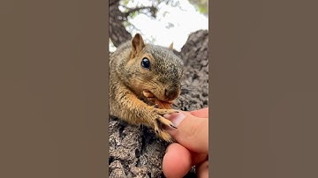 This took one year to capture in slow motion up close double nut grab #squirrel #photography #reels