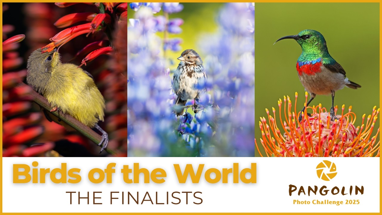 The 72 Finalists are Revealed!