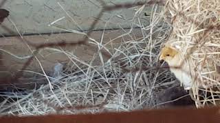 Oh Look A Chick.
