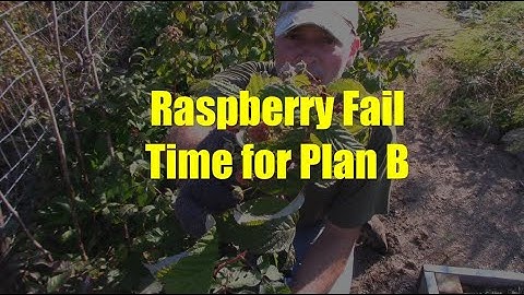 Remove Your Raspberry Plants if They