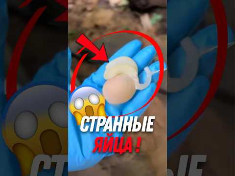 🥚 Почему куры несут СТРАННЫЕ яйца?