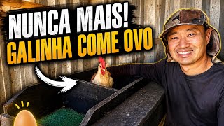 Galinha Comer Ovo Nunca Mais! A Solução Que Deu Certo Aqui no Sítio
