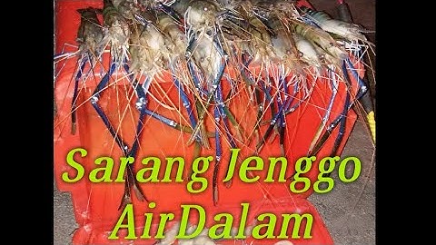 UDANG GALAH | TELUK INTAN | SARANG JENGGO