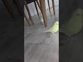 Fazla ilgiden bunaldı kaçıyor🤣😅 #muhabbetkuşu #budgie #birds