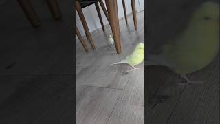 Fazla Ilgiden Bunaldı Kaçıyor Şu