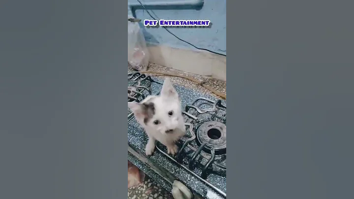 Watch the video about Little kitten meowing and talking |cute cat videos |kitten meowing |meow|#shorts #youtubeshorts