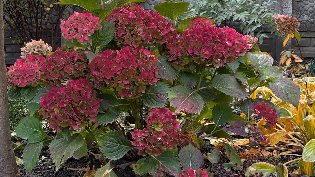 Широколисті гортензіі-готую до зими❄️ 