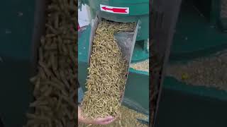 Majs Knuses Og Formes Til Små Pellets