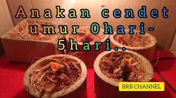 MELOLOH ANAKAN BURUNG CENDET,,!!!!