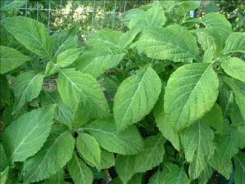 McKenna, Ott & Montgomery - Salvia Divinorum 3of4