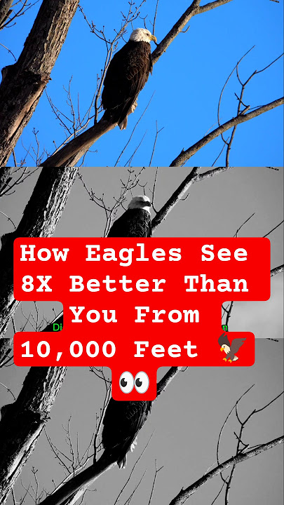 How Eagles See 8X Better Than You From 10,000 Feet 🦅👀