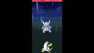 WILD WARTORTLE!!!!