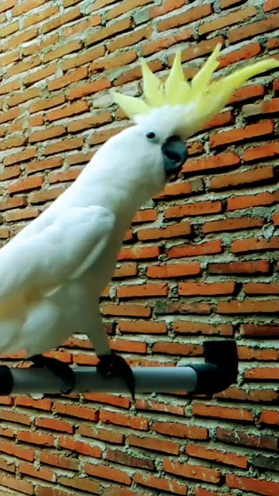SUARA KHAS BURUNG KAKATUA #shorts