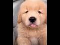 Cute puppy ❤️ #かわいい犬 #anjingcomel #สุนัขน่ารัก#cutedogph #chóđángyêu #anjinglucu #cachorrofofo