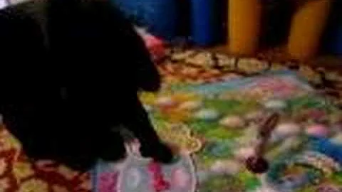 Watch the video about Black Manx Bengal cat plays board game!