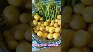 simpling luto ng Potato from Garden ( Daily life in Canada)