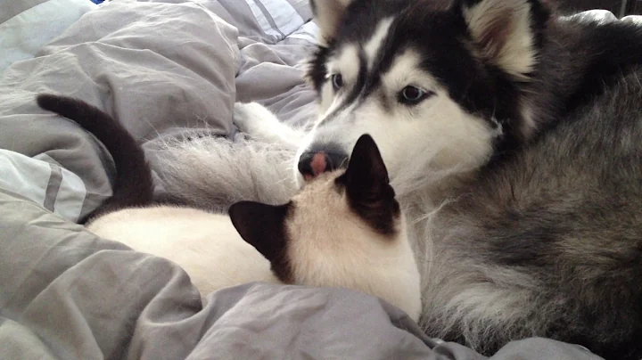 Watch the video about Siberian Husky & Siamese Kitten Friends
