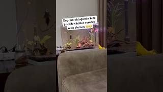 HAYVANLAR DEPREMİ HİSSEDER Mİ? #cat #shortvideo #shortsvideo #kedi #keşfet #kitten #funny #cute