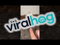 Poked Frog Splats Into Wall || ViralHog