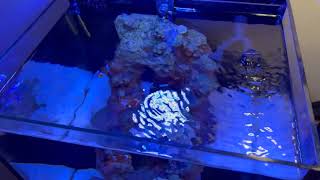 Fluval Flex dual pump outlet, surface flow and under flow