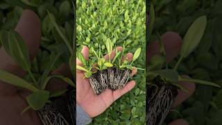 Cây giống hoa cát tường chậu vụ mới #hoacattuong #hoacattuongchau #lisianthus #eustoma