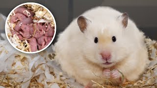 My Hamster Had 12 Babies! Guess Their Colours