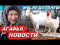 МЫ НЕ ДОТЯНЕМ | УЕЗЖАЮ ИЗ ТАЙГИ? | НОВЫЙ ВИРУС | АГАФЬЯ ЛЫКОВА 2022 | ТАЙГА | СИБИРЬ | ЛЕС | НОВОСТИ