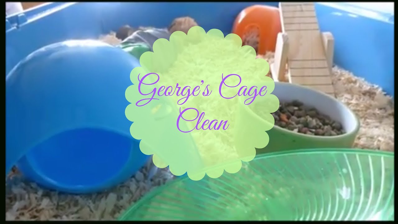 Cleaning my hamsters cage YouTube