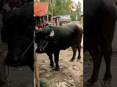 ভিডিও: মহিষের সেরা চিকেন উইংস কোথায় পাবেন