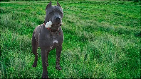 How to Feed Your Cane Corso Puppy