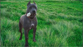 How to Feed Your Cane Corso Puppy