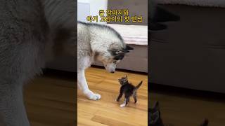 큰 강아지와 아기 고양이의 첫 만남