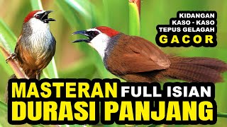 SUARA BURUNG CHESTNUT CAPPED BABBLER TIMALIA PILEATA FULL VARIASI